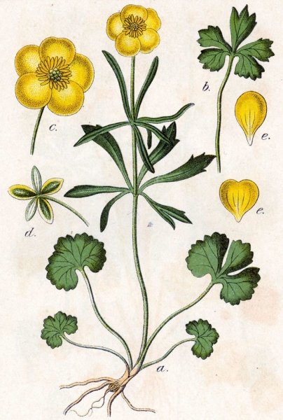 Pflanzenbild gross Gold-Hahnenfuss - Ranunculus auricomus aggr.