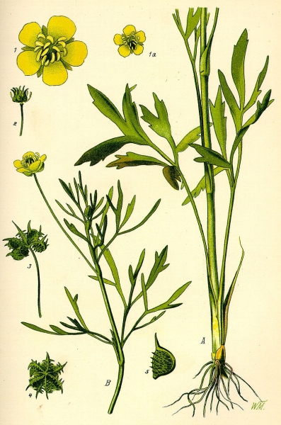 Pflanzenbild gross Acker-Hahnenfuss - Ranunculus arvensis