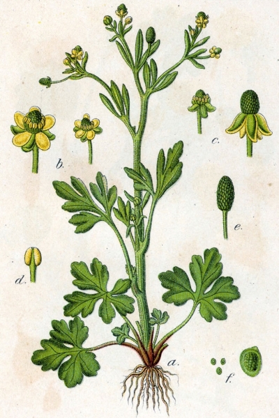 Pflanzenbild gross Gift-Hahnenfuss - Ranunculus sceleratus
