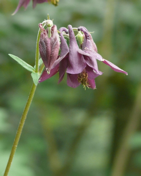 Pflanzenbild gross Dunkle Akelei - Aquilegia atrata