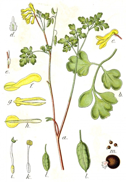 Pflanzenbild gross Gelber Lerchensporn - Corydalis lutea