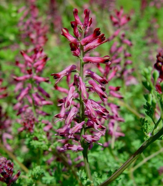 Pflanzenbild gross Echter Erdrauch - Fumaria officinalis
