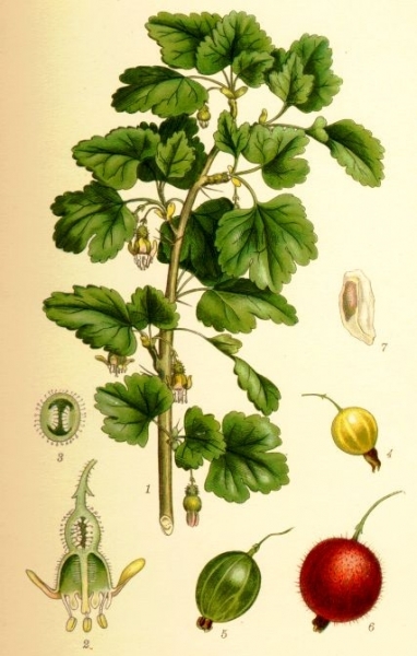 Pflanzenbild gross Stachelbeere - Ribes uva-crispa