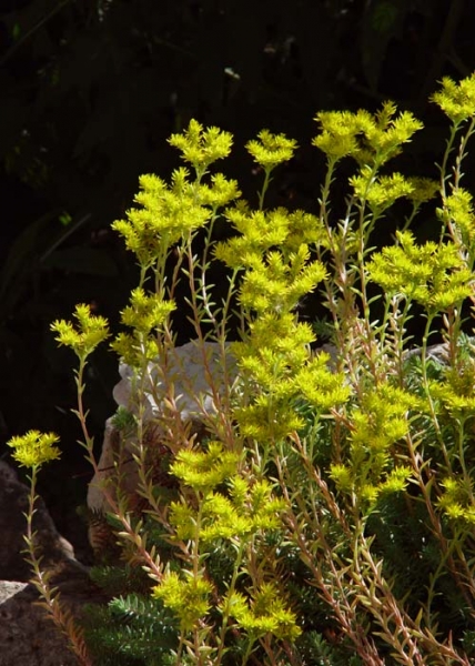 Pflanzenbild gross Gewöhnlicher Felsen-Mauerpfeffer - Sedum rupestre