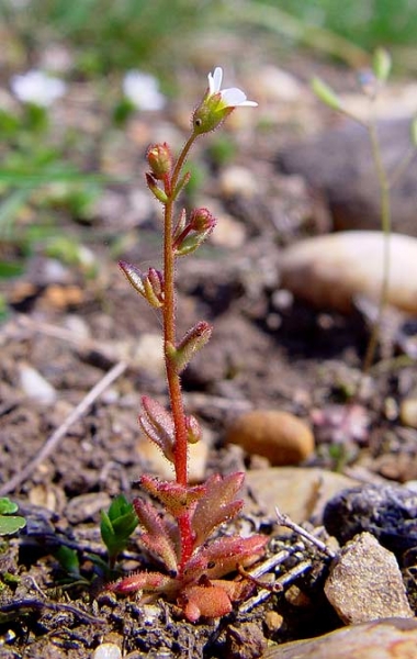 Pflanzenbild gross Dreifingeriger Steinbrech - Saxifraga tridactylites