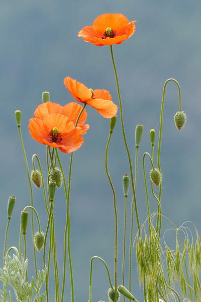 Pflanzenbild gross Saat-Mohn - Papaver dubium