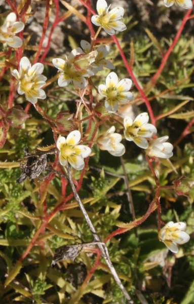 Pflanzenbild gross Rauer Steinbrech - Saxifraga aspera