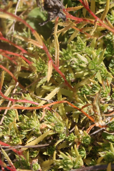 Pflanzenbild gross Rauer Steinbrech - Saxifraga aspera