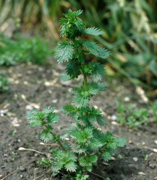 Pflanzenbild gross Kleine Brennnessel - Urtica urens