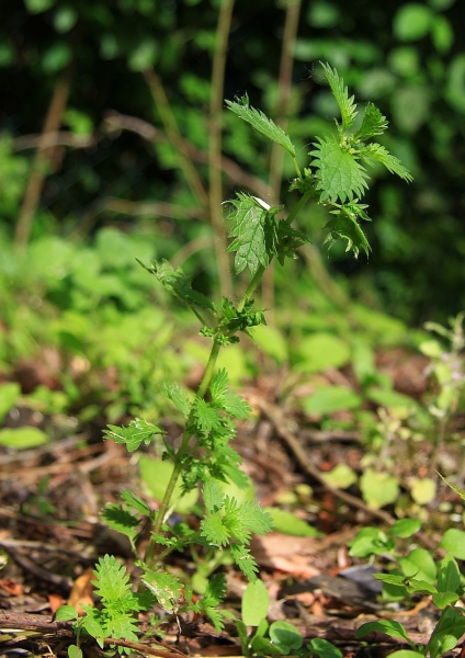 Pflanzenbild gross Kleine Brennnessel - Urtica urens