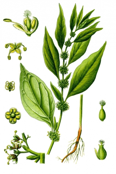 Pflanzenbild gross Aufrechtes Glaskraut - Parietaria officinalis