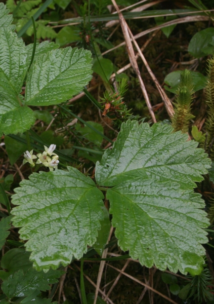 Pflanzenbild gross Steinbeere - Rubus saxatilis