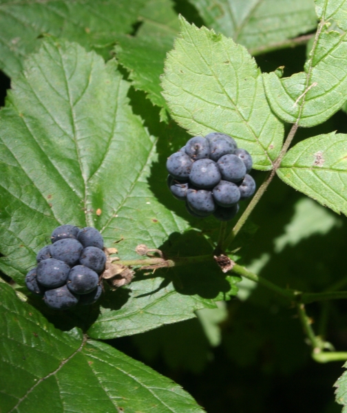 Pflanzenbild gross Blaue Brombeere - Rubus caesius