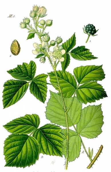 Pflanzenbild gross Blaue Brombeere - Rubus caesius