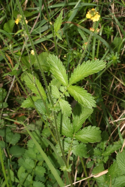 Pflanzenbild gross Kleiner Odermennig - Agrimonia eupatoria