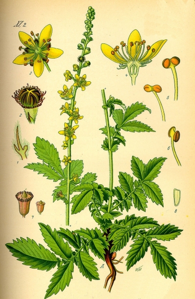 Pflanzenbild gross Kleiner Odermennig - Agrimonia eupatoria