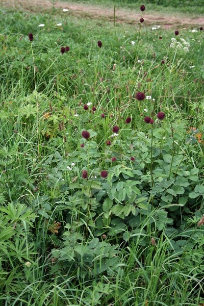 Pflanzenbild gross Grosser Wiesenknopf - Sanguisorba officinalis