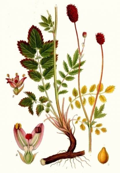 Pflanzenbild gross Grosser Wiesenknopf - Sanguisorba officinalis