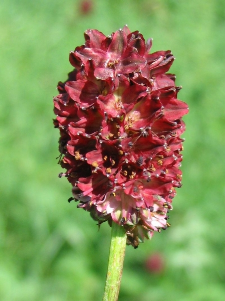 Pflanzenbild gross Grosser Wiesenknopf - Sanguisorba officinalis