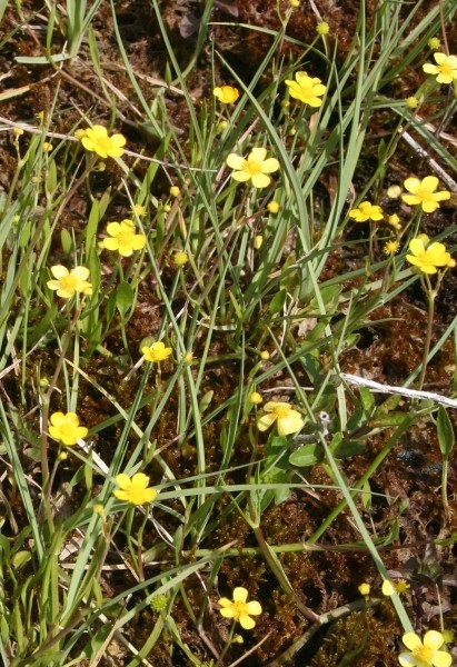 Pflanzenbild gross Kleiner Sumpf-Hahnenfuss - Ranunculus flammula