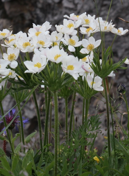 Pflanzenbild gross Narzissen-Windröschen - Anemone narcissiflora