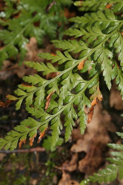 Pflanzenbild gross Schwarzstieliger Streifenfarn - Asplenium adiantum-nigrum