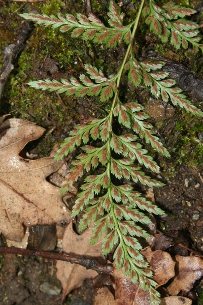 Pflanzenbild gross Schwarzstieliger Streifenfarn - Asplenium adiantum-nigrum