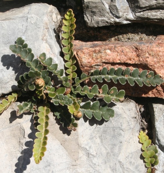 Pflanzenbild gross Schriftfarn - Asplenium ceterach