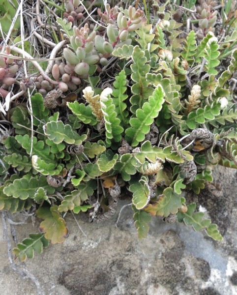 Pflanzenbild gross Schriftfarn - Asplenium ceterach