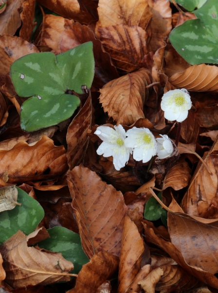 Pflanzenbild gross Leberblümchen - Hepatica nobilis