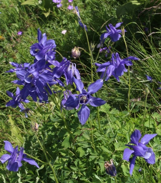 Pflanzenbild gross Alpen-Akelei - Aquilegia alpina