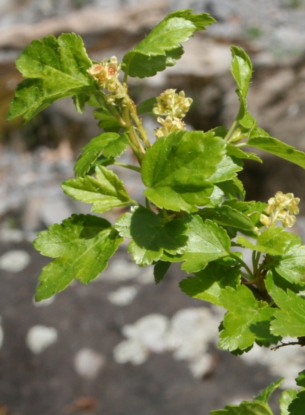 Pflanzenbild gross Alpen-Johannisbeere - Ribes alpinum