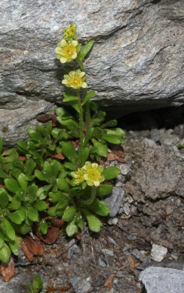 Pflanzenbild gross Séguiers Steinbrech - Saxifraga seguieri