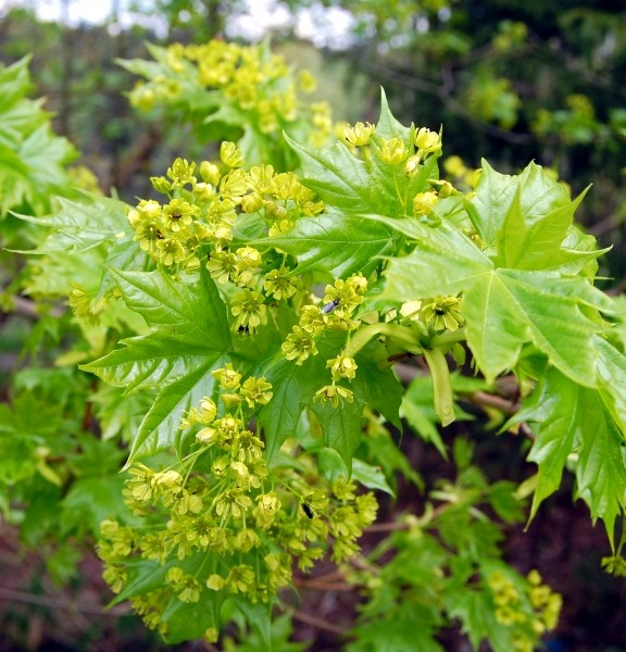 Pflanzenbild gross Spitz-Ahorn - Acer platanoides
