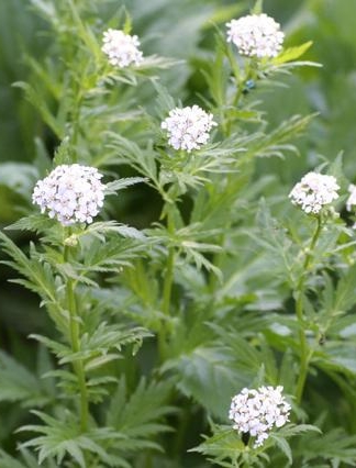 Pflanzenbild gross Grossblättrige Schafgarbe - Achillea macrophylla