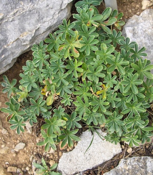 Pflanzenbild gross Alpen-Frauenmantel - Alchemilla alpina aggr.
