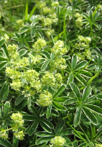 Pflanzenbild gross Alpen-Frauenmantel - Alchemilla alpina aggr.