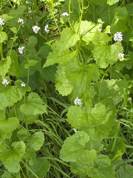 Pflanzenbild gross Knoblauchhederich - Alliaria petiolata
