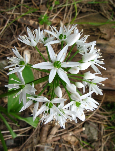 Pflanzenbild gross Bärlauch - Allium ursinum