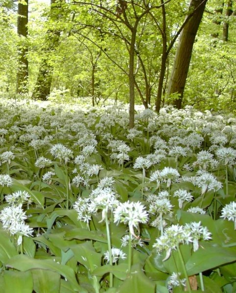 Pflanzenbild gross Bärlauch - Allium ursinum