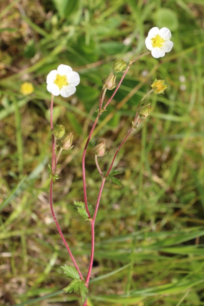 Pflanzenbild gross Felsen-Fingerkraut - Potentilla rupestris