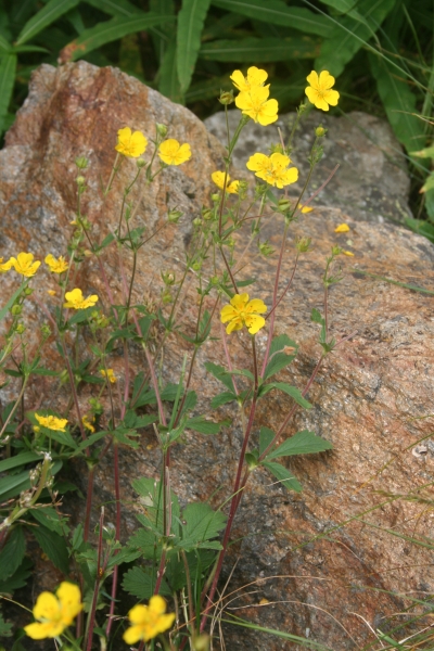 Pflanzenbild gross Grossblütiges Fingerkraut - Potentilla grandiflora