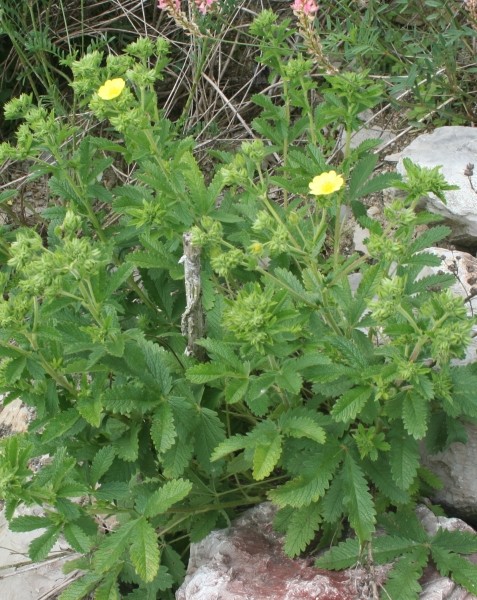 Pflanzenbild gross Hohes Fingerkraut - Potentilla recta