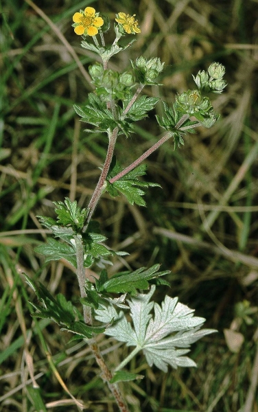 Pflanzenbild gross Silber-Fingerkraut - Potentilla argentea