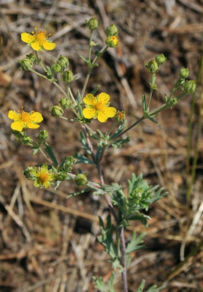 Pflanzenbild gross Silber-Fingerkraut - Potentilla argentea