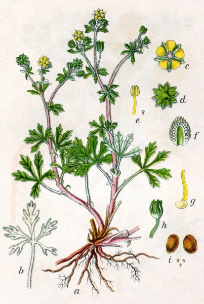 Pflanzenbild gross Silber-Fingerkraut - Potentilla argentea