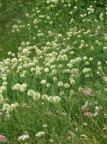 Pflanzenbild gross Allermannsharnisch - Allium victorialis