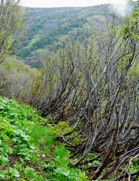 Pflanzenbild gross Grün-Erle - Alnus viridis