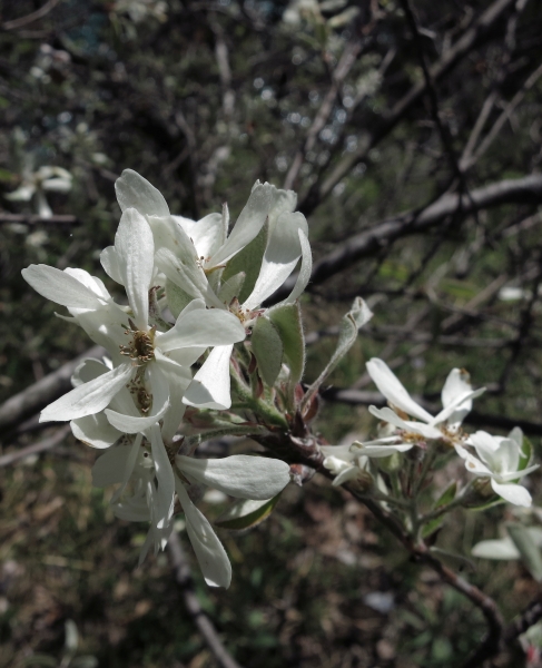 Pflanzenbild gross Felsenmispel - Amelanchier ovalis
