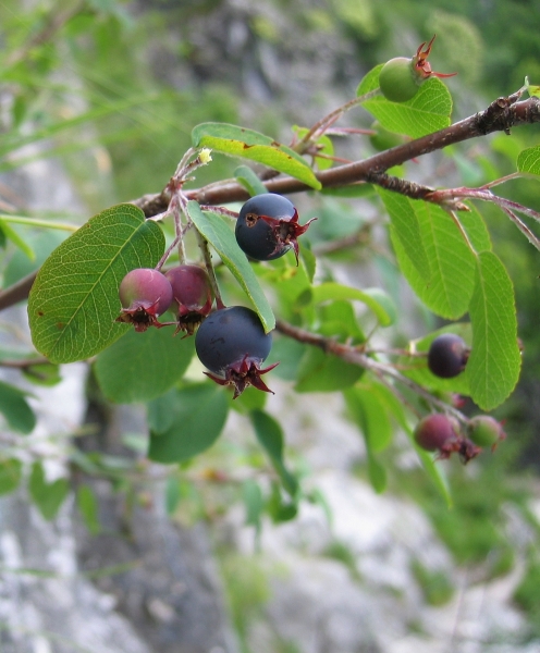 Pflanzenbild gross Felsenmispel - Amelanchier ovalis